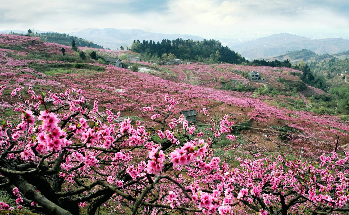现实版的“十里桃花”，中国水蜜桃之乡看桃花