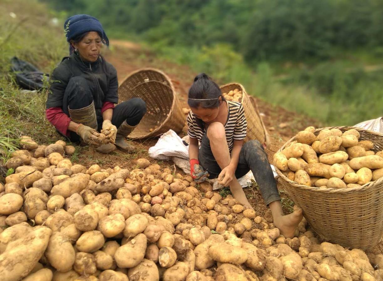 山东看庄土豆迎丰收 种植户每亩收入近万元|疫情_新浪新闻